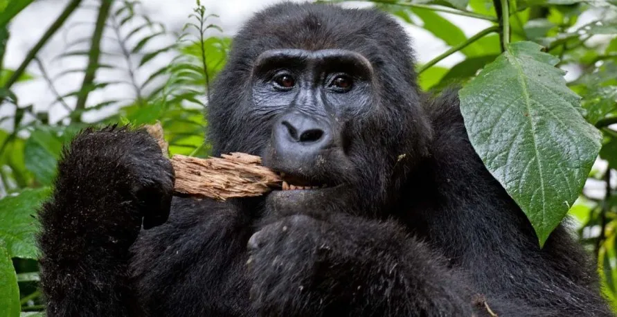 Best Places Uganda